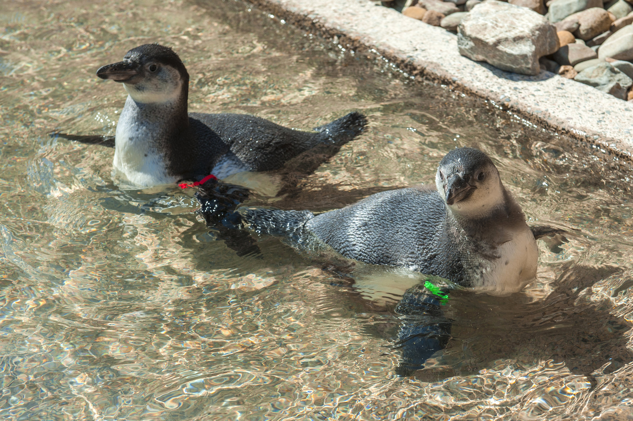 Nursery pool for penguin chicks at Folly Farm