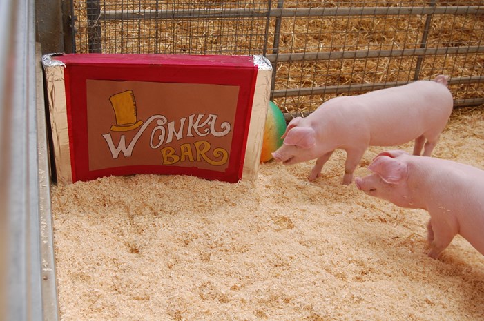 pigs and wonka bar