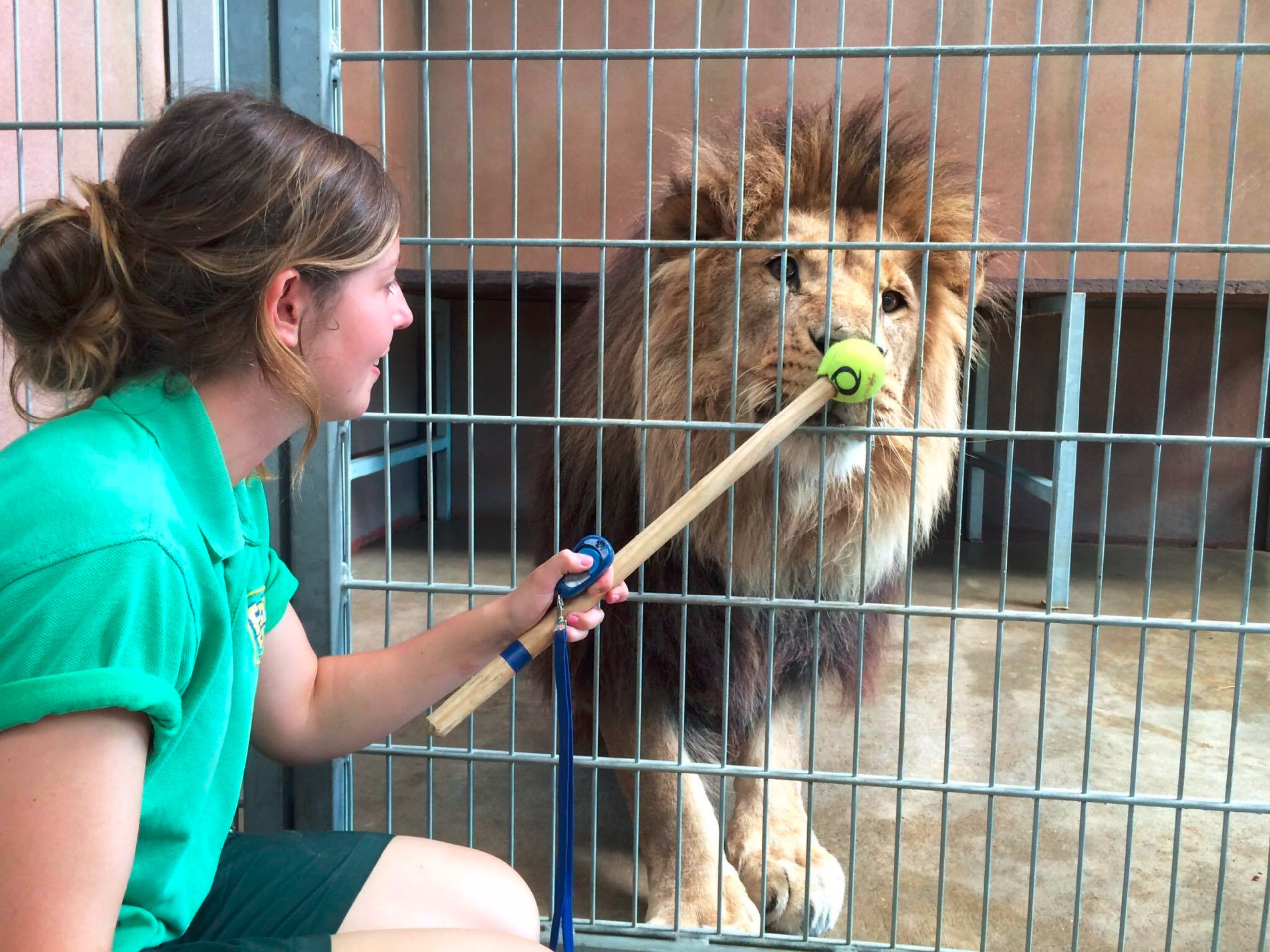 How to train your...lion • Folly Farm