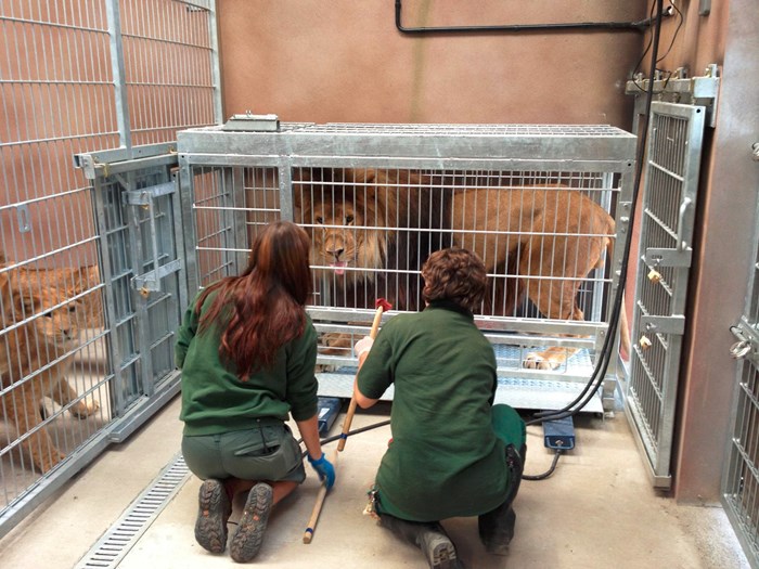 Zoo keepers train a lion to report for blood tests