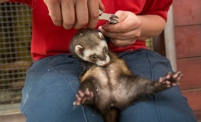 ferret pedicure