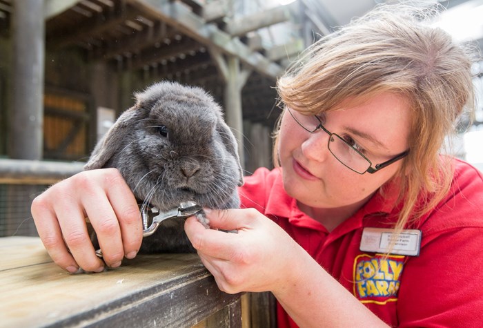 Rabbit having a pedicure at Folly Farm