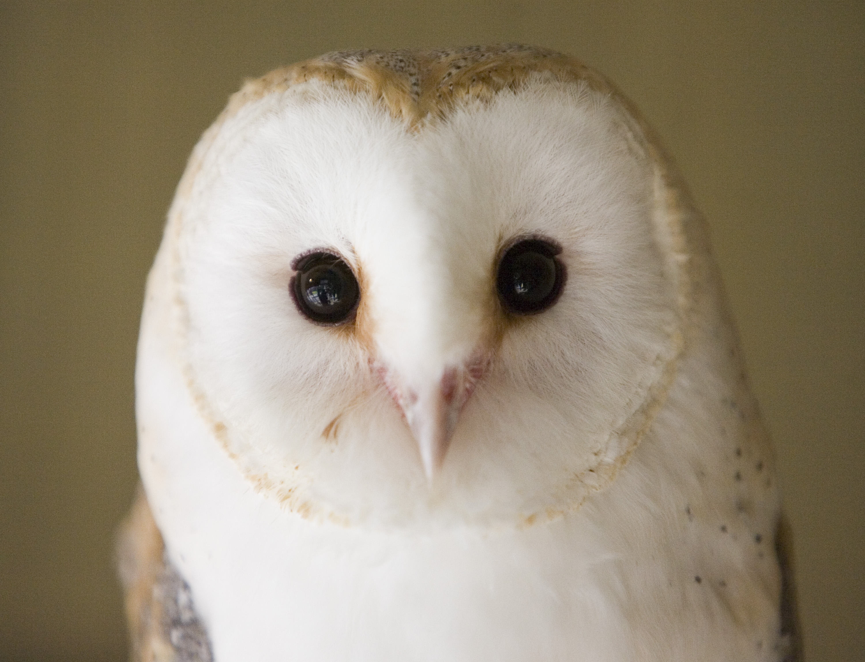 Barn owl at Folly Farm