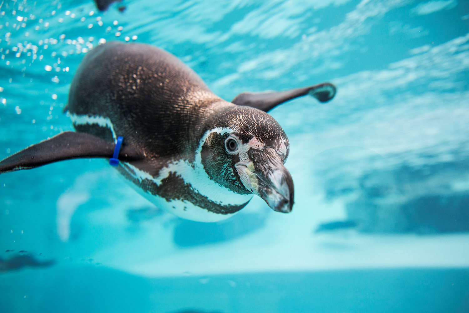 Penguin swimming at Folly Farm