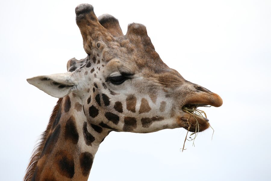 Giraffe eating lucerne