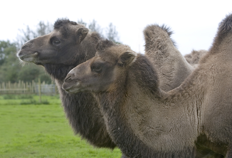 Bactrian Camel • Fun Facts & Information For Kids