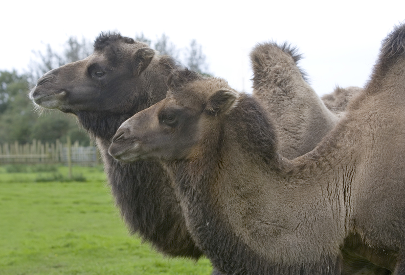 bactrian camels