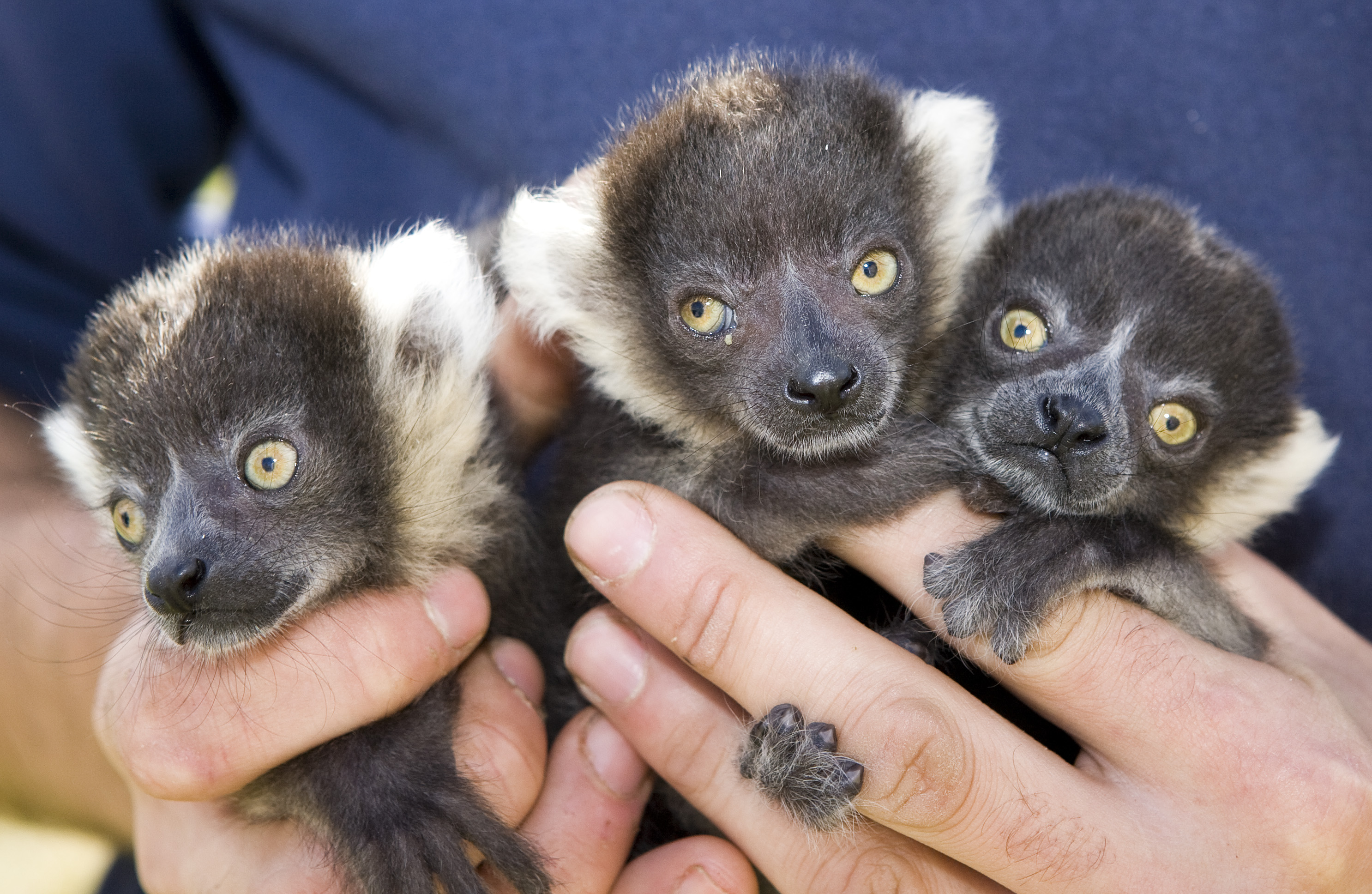 Lemur triplets