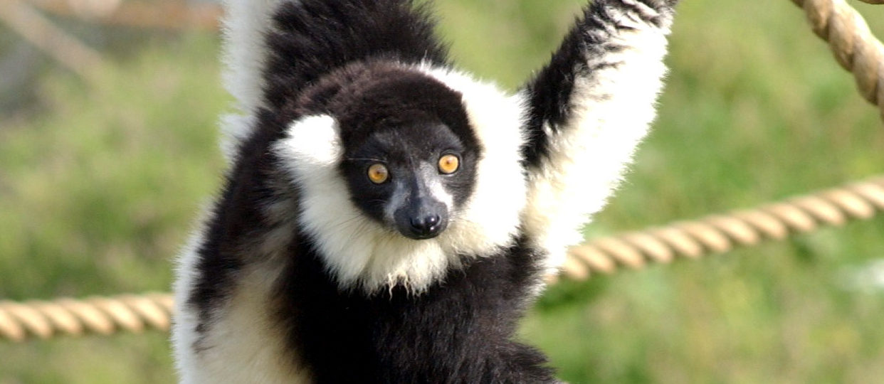 black and white ruffed lemur