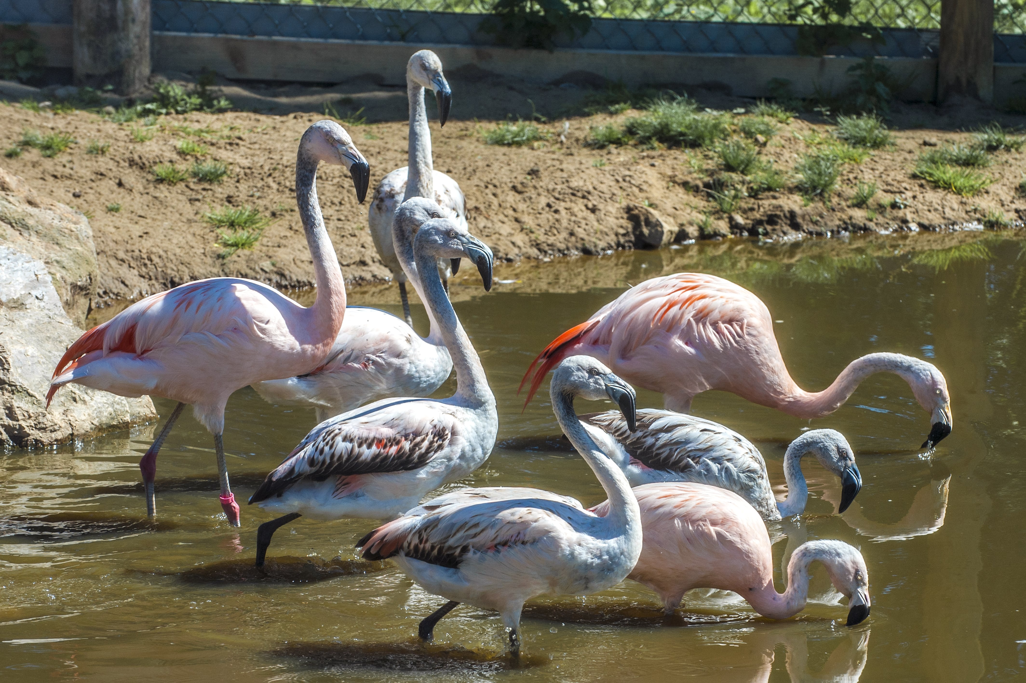 Adopt a Flamingo in the UK • Sponsor a Flamingo at Folly Farm Zoo