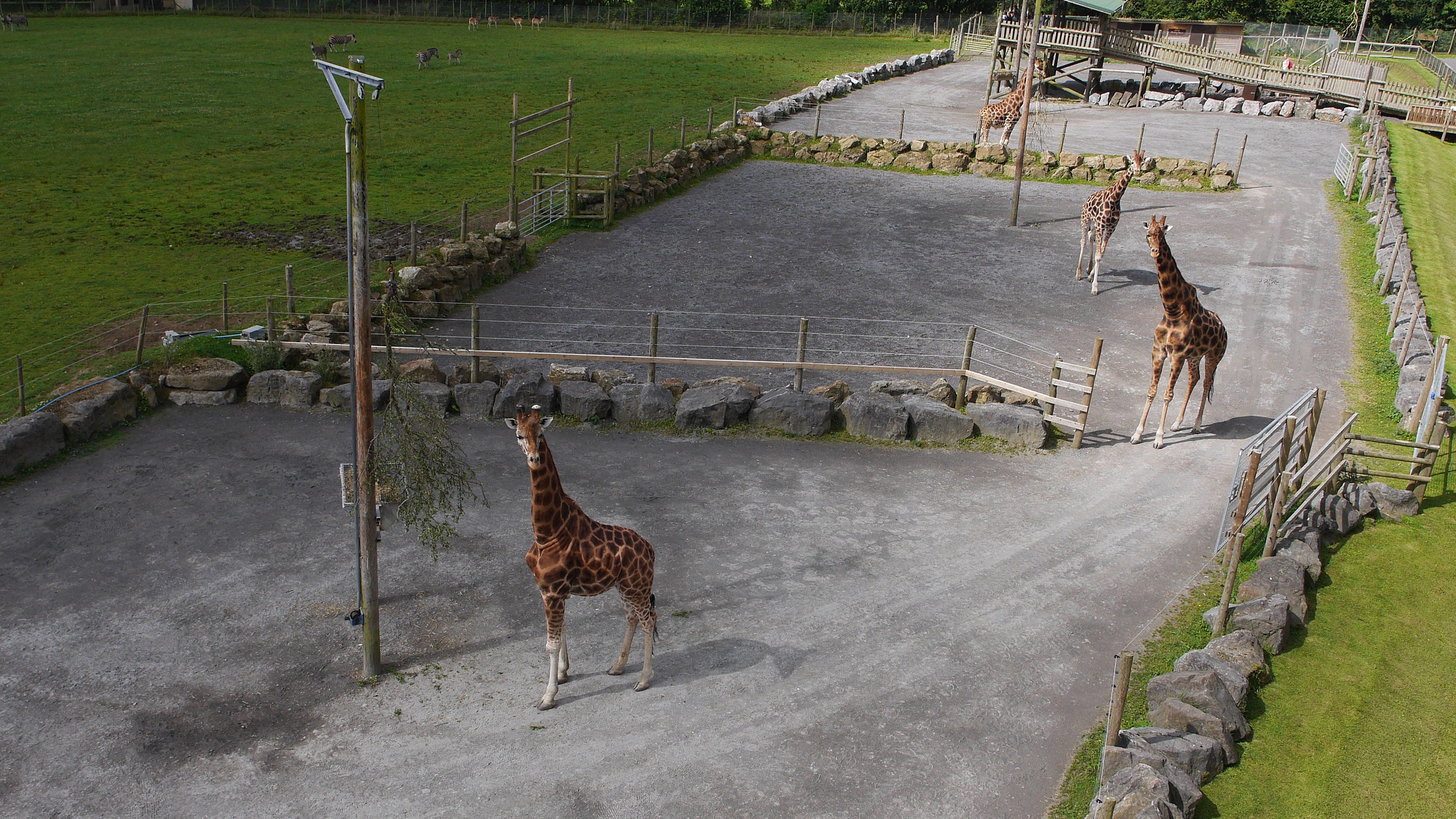Giraffe Heights Enclosure • Folly Farm Zoo in Wales