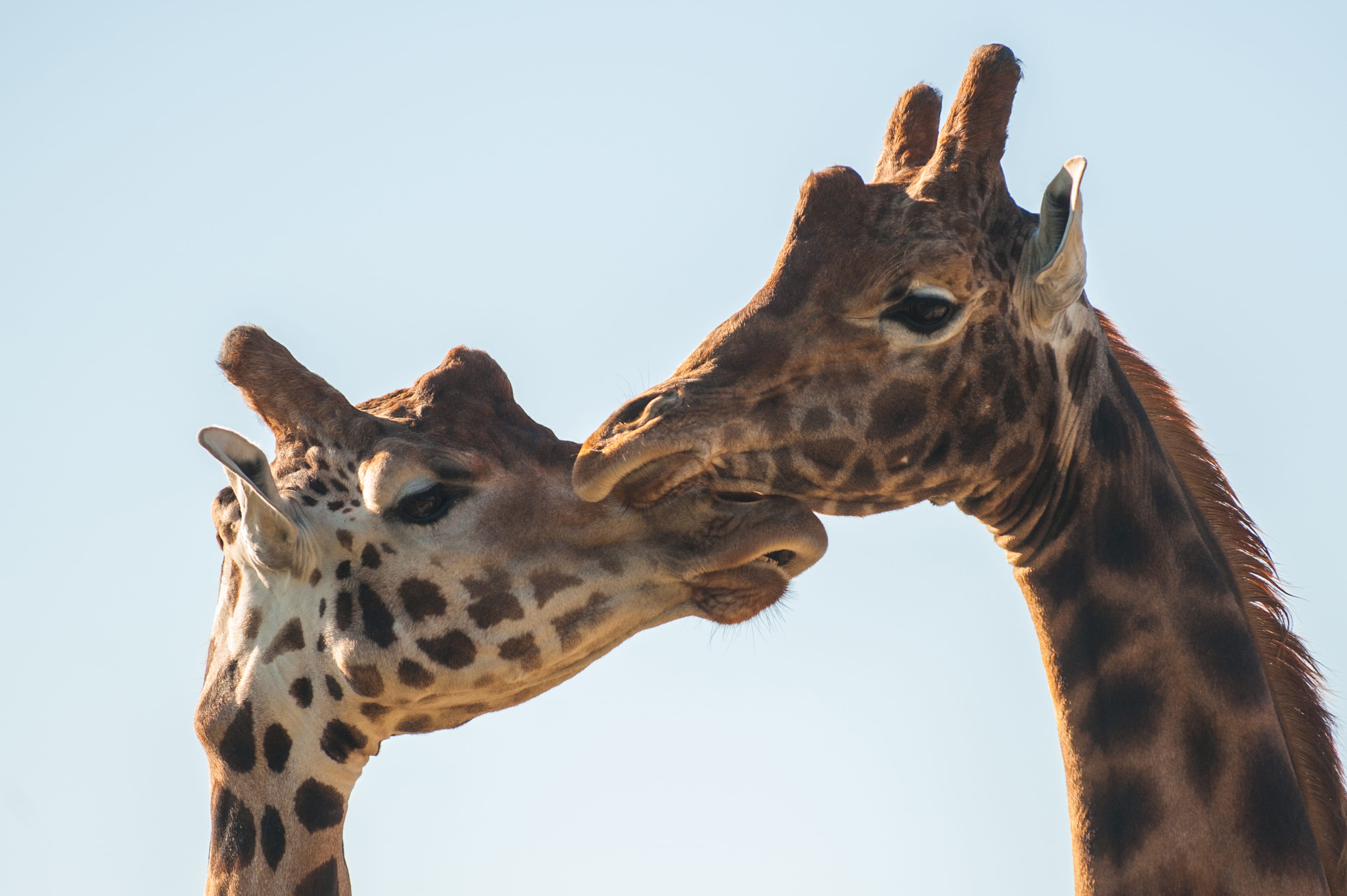 giraffes nuzzling each other