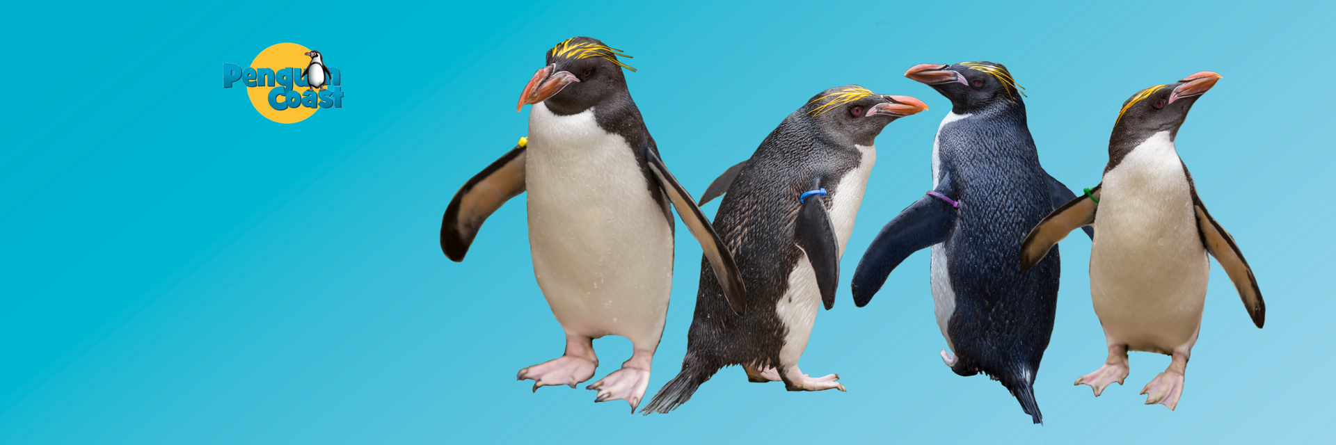 Macaroni penguins banner