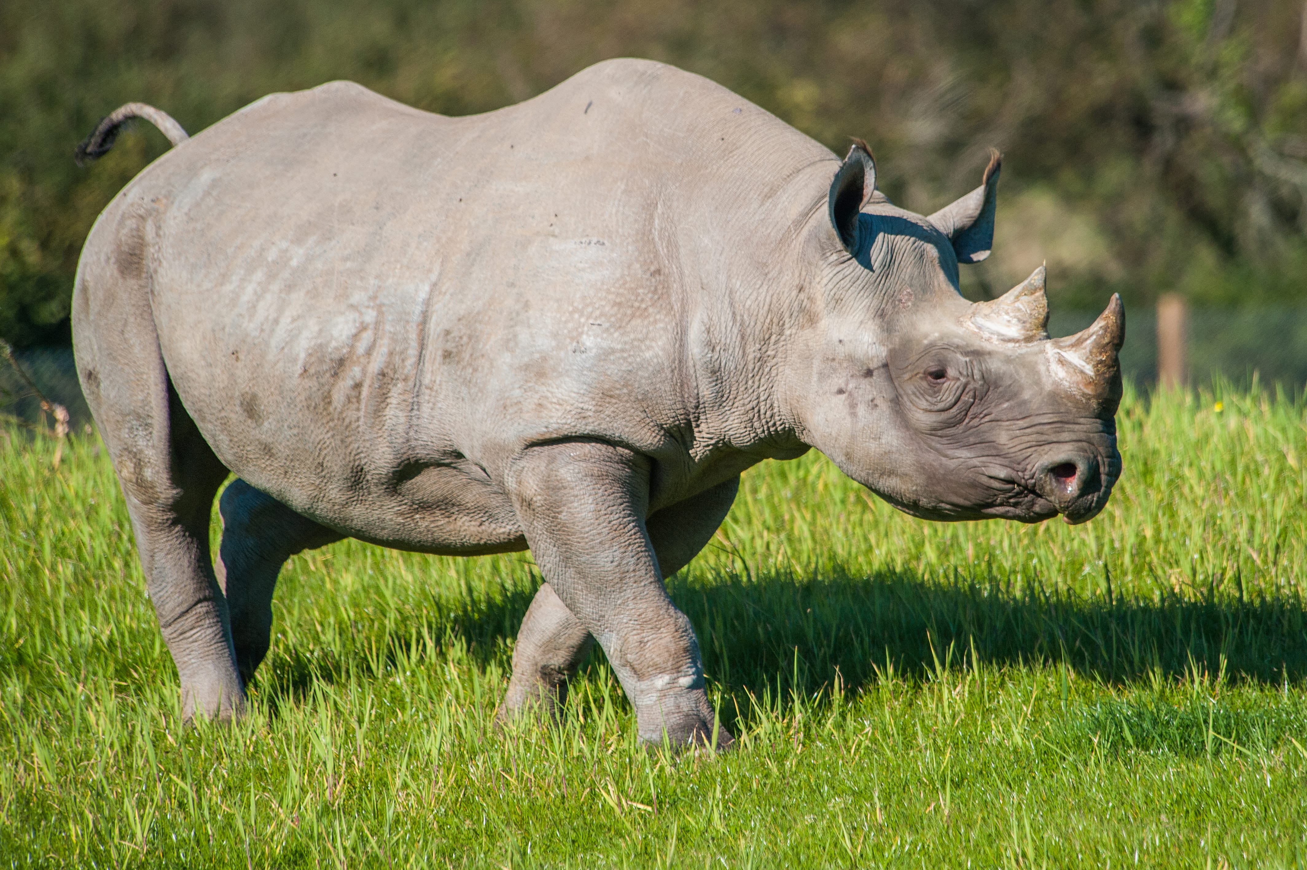 Manyara rhino outside