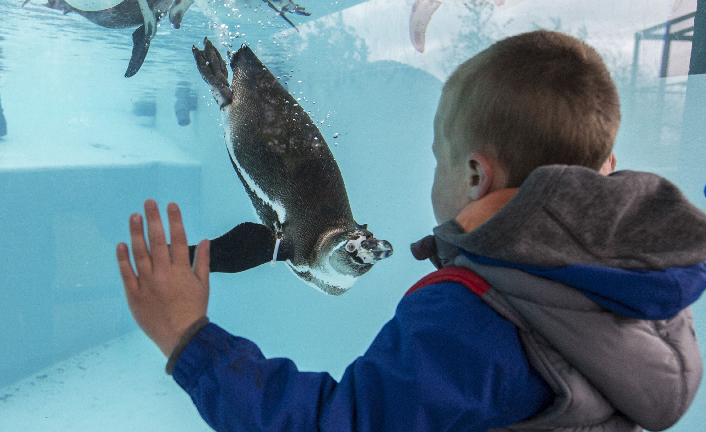 Boy looking at penguin