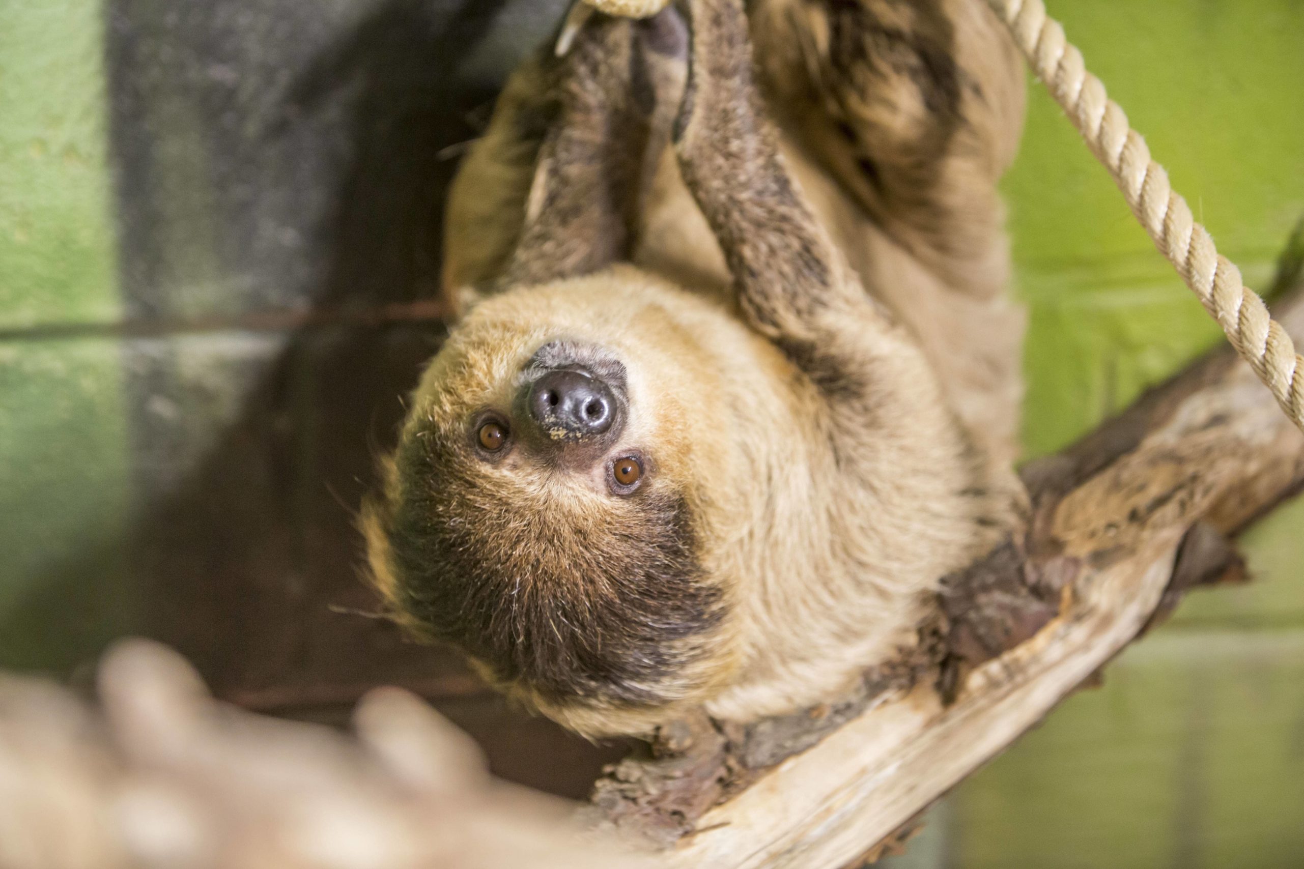 A sloth hanging from a branch