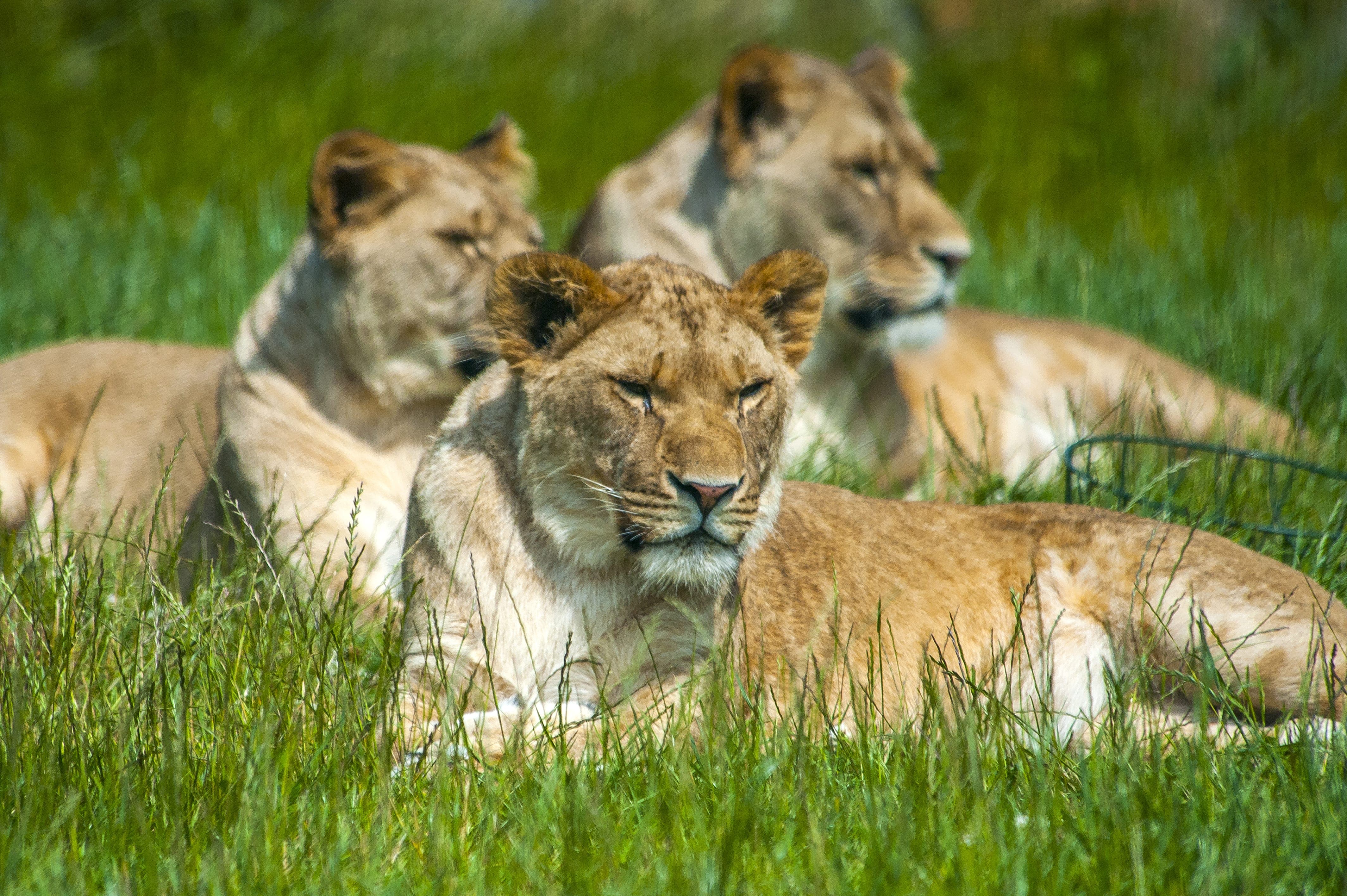 lion cubs at Folly Farm