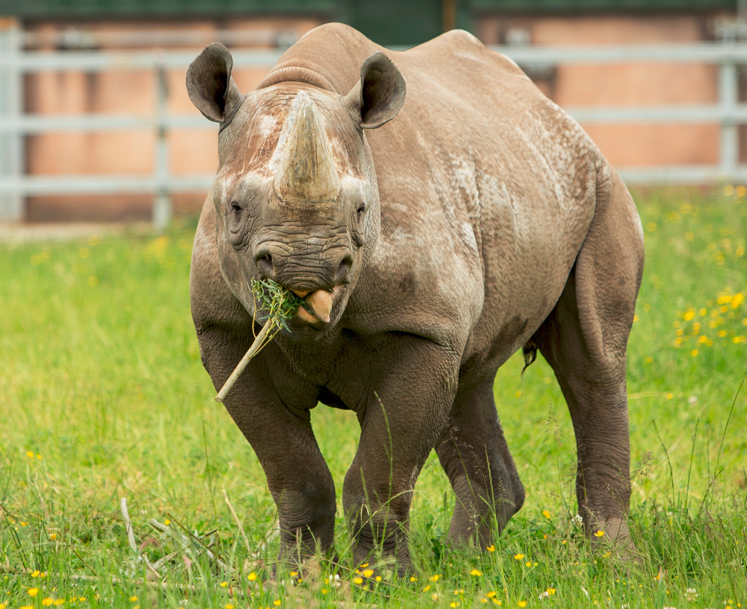 Eastern black rhino at Folly Farm