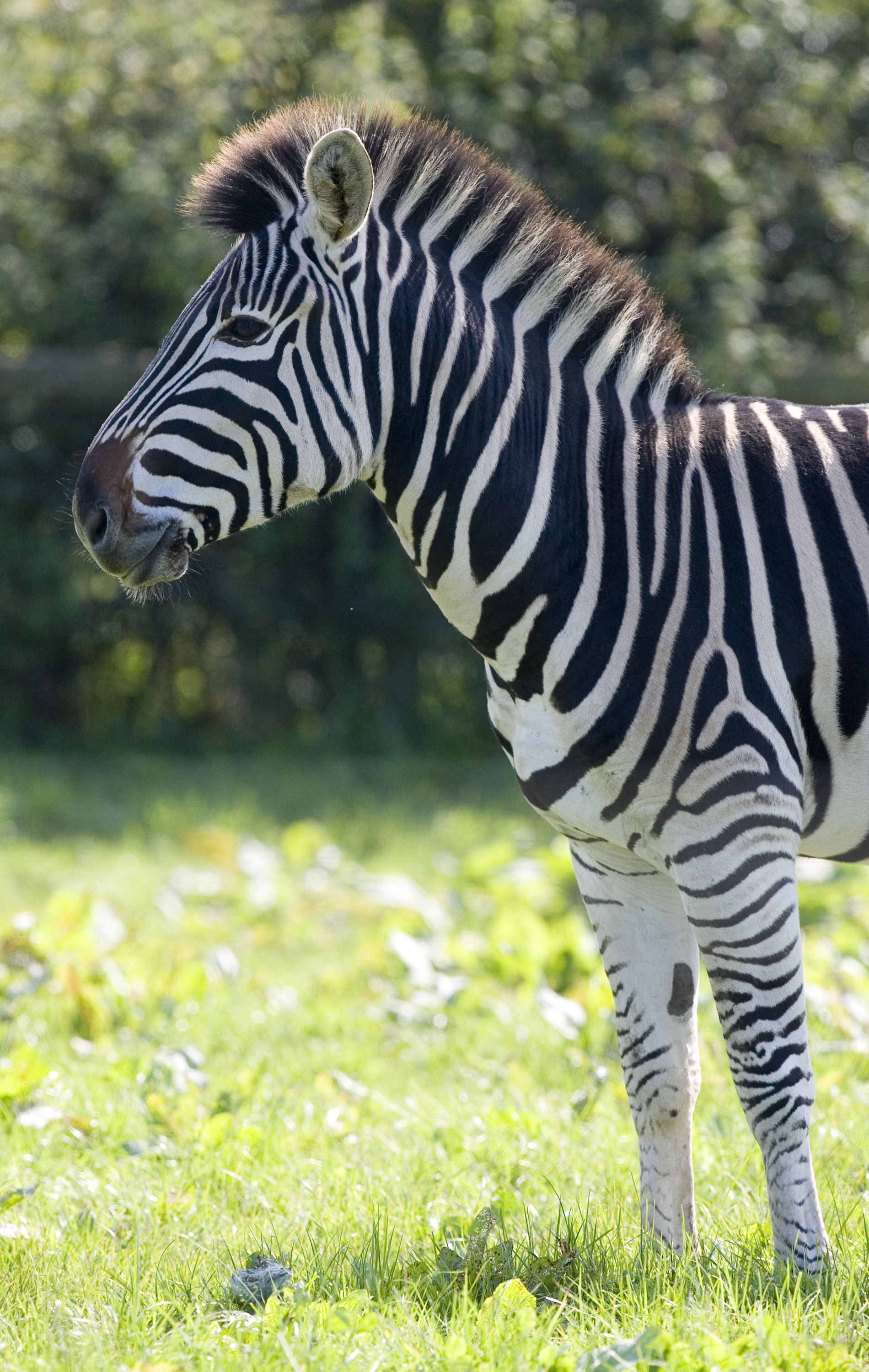 thoughtful zebra