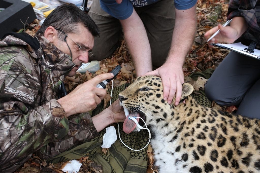 Wildlife vets international