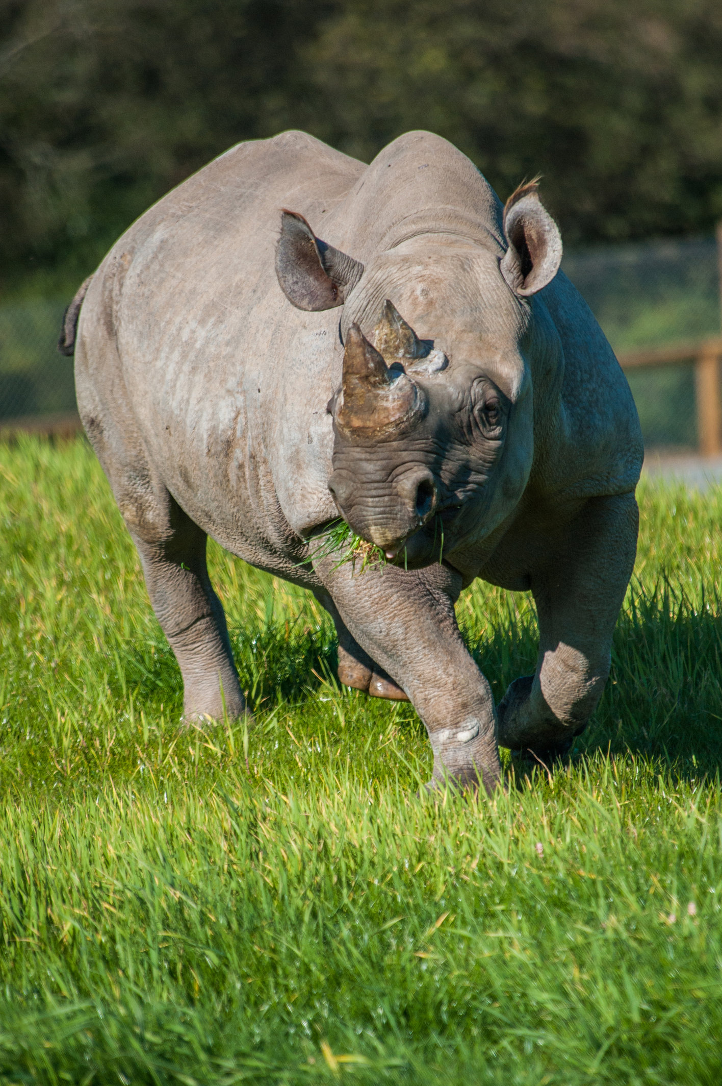 Folly Farm black rhino