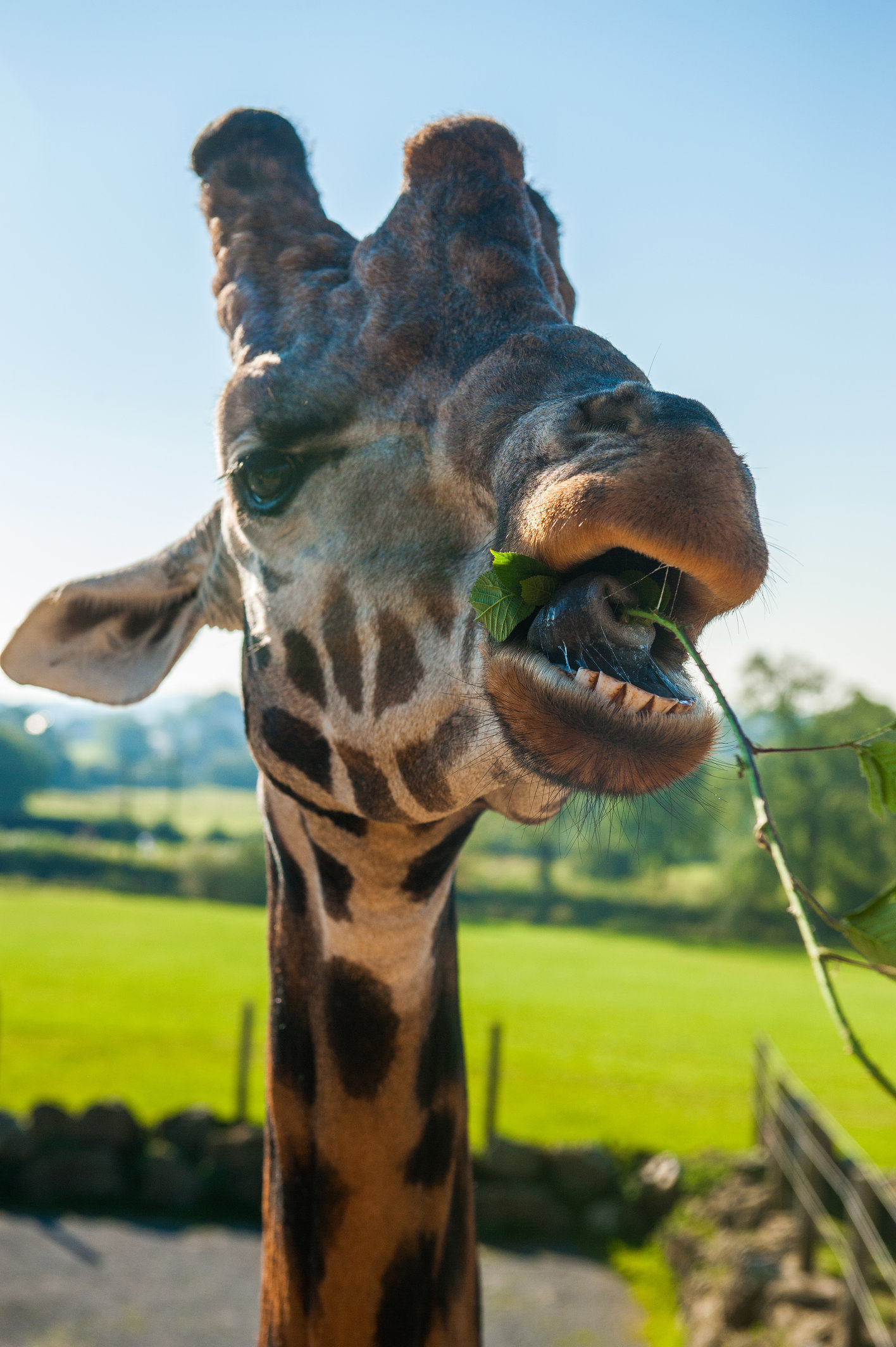 Giraffe feeding at Folly Farm
