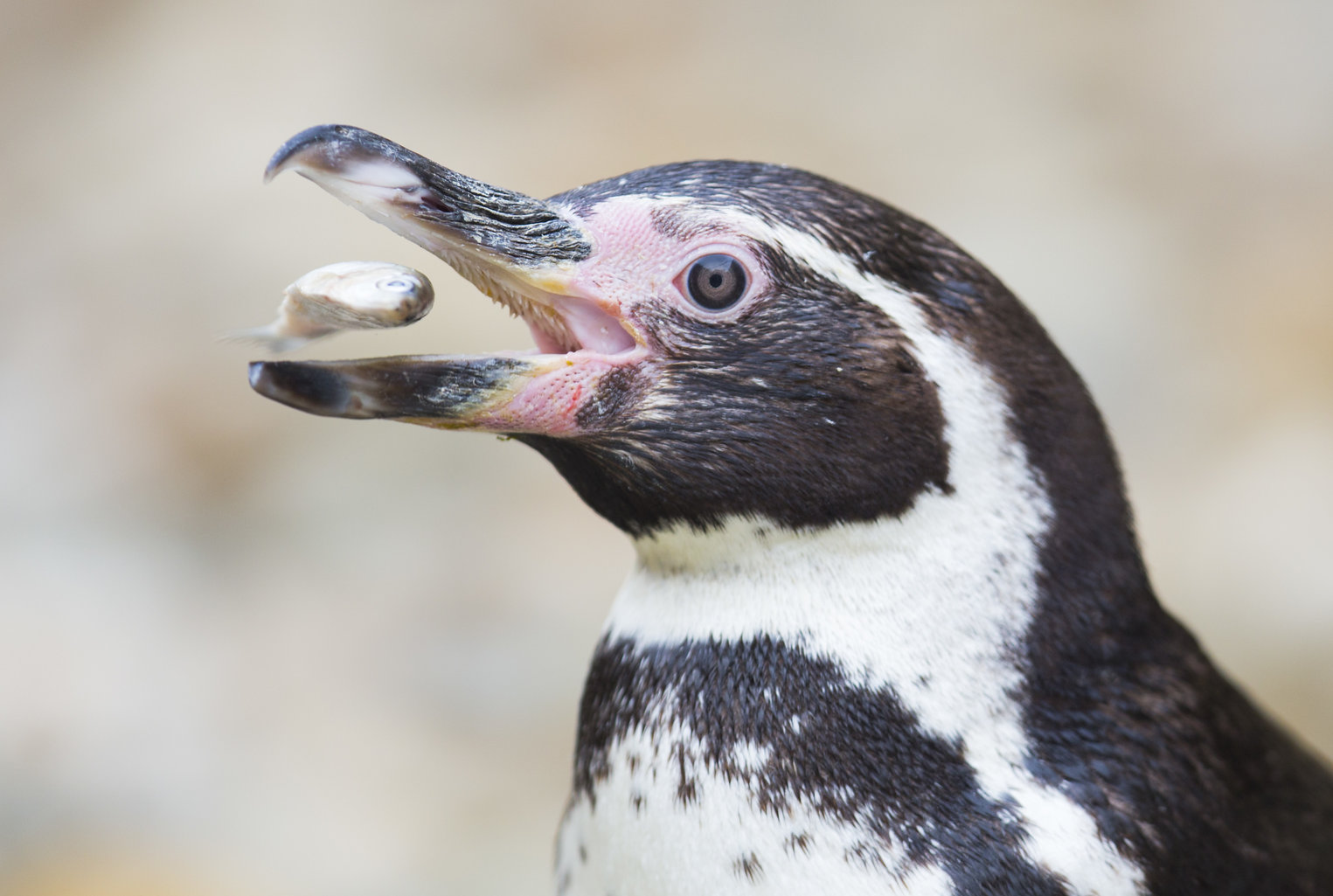 Penguin eating fish at Folly Farm