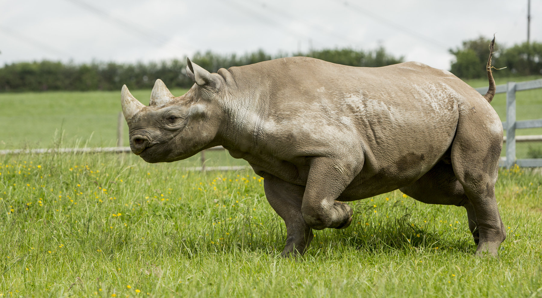 Rhino reserve at Folly Farm