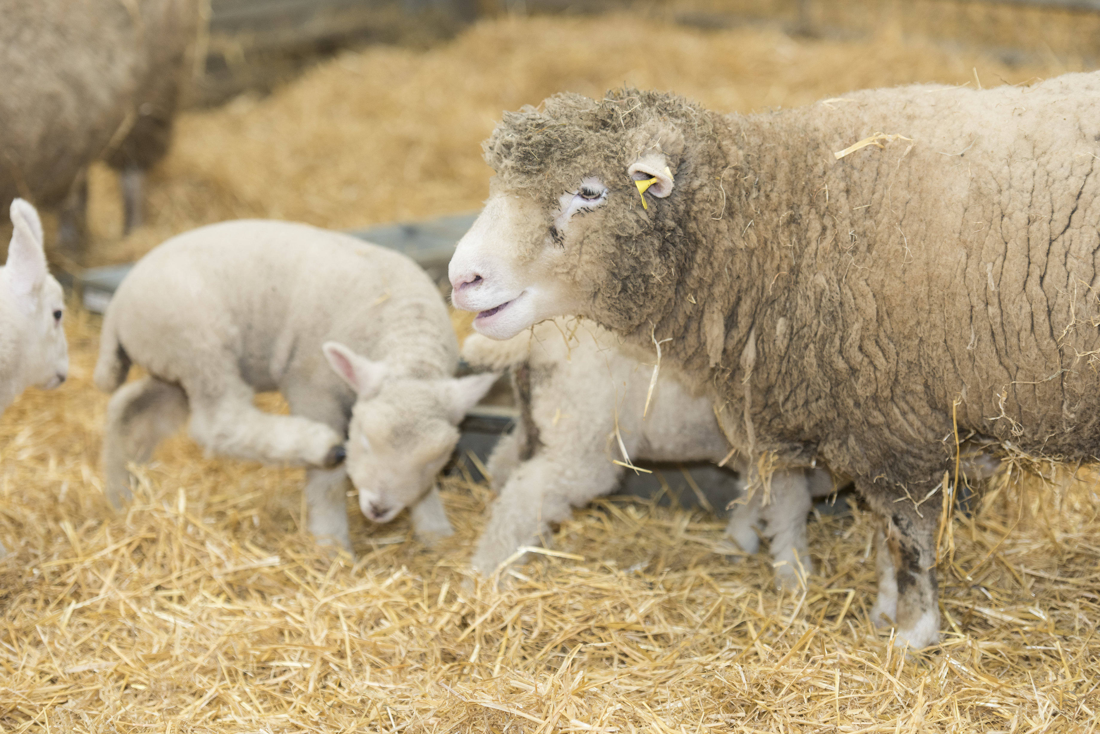 Sheep and lambs at Folly Farm