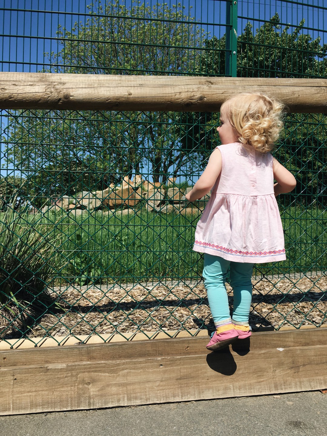 Girl watching lions at Folly Farm