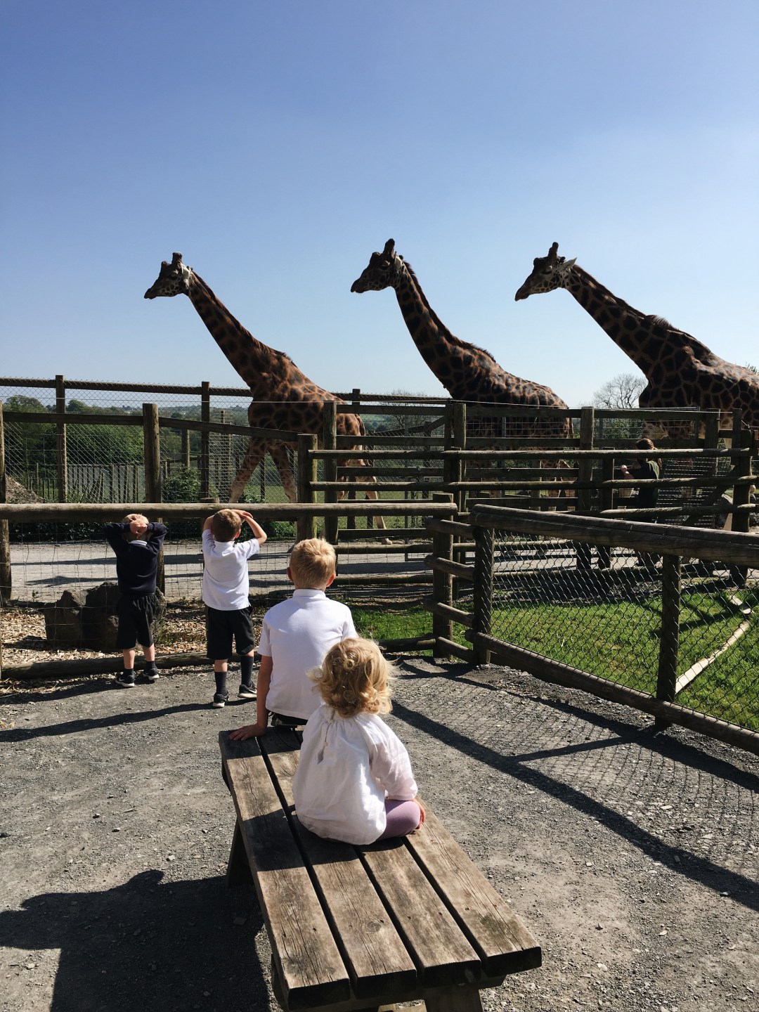 Children watching giraffes at Folly Farm
