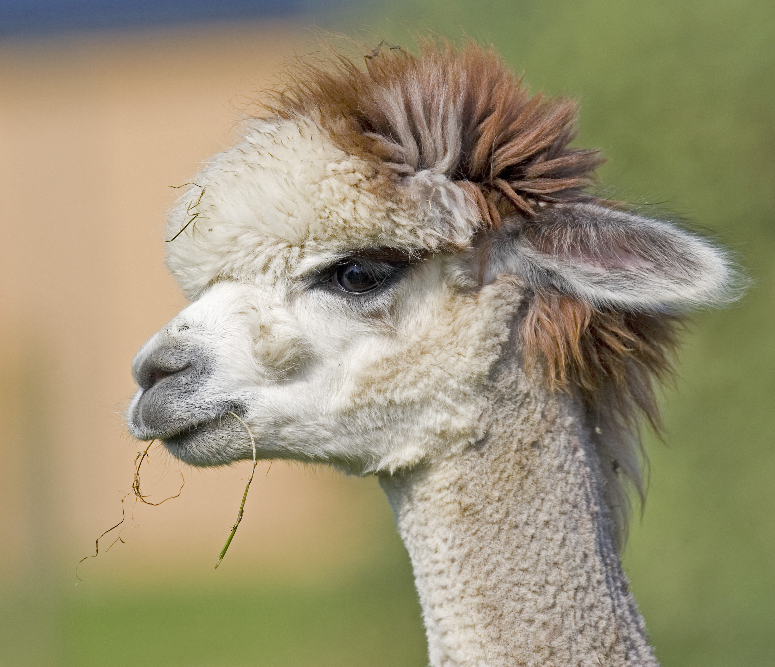 Adopt an Alpaca UK • Sponsor an Alpaca at Folly Farm