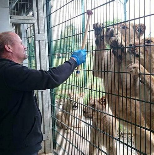 Man feeding a lion on a lion feeding experience at Folly Farm