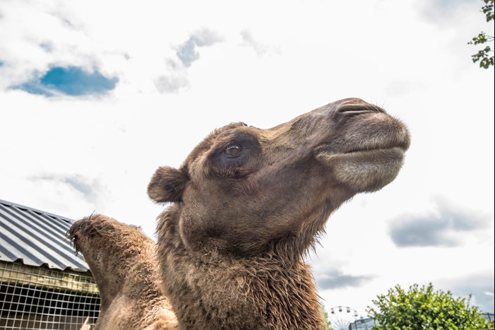 Bactrian camel