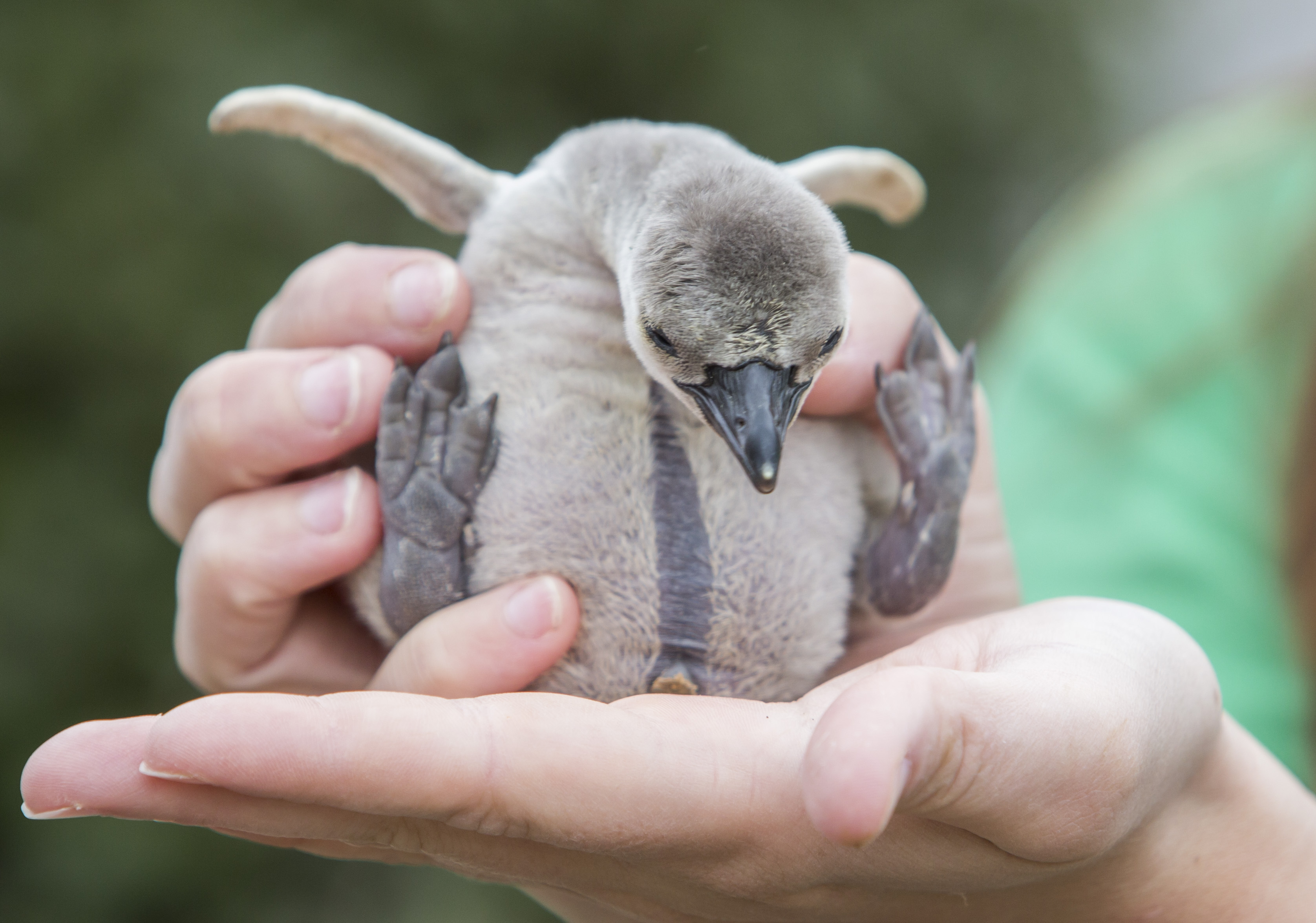 Penguin chick at Folly Farm