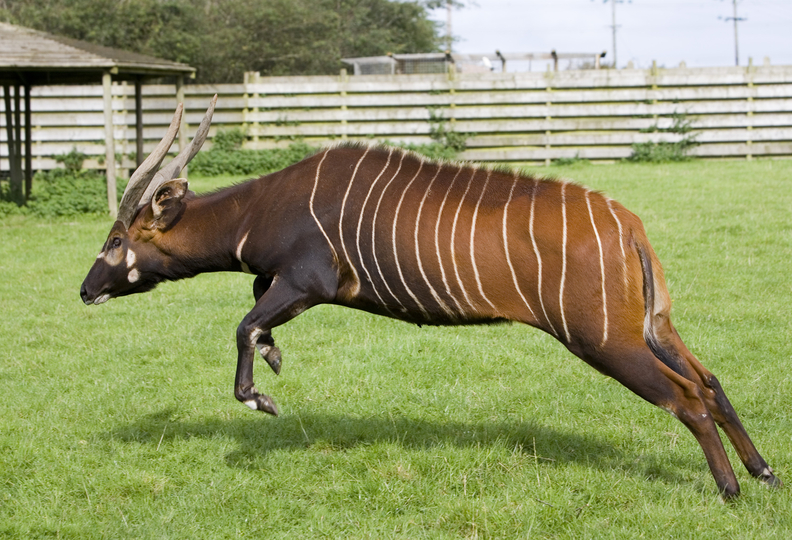Eastern Bongo • Fun Facts and Information For Kids Eastern Bongo • Fun Facts and Information For Kids