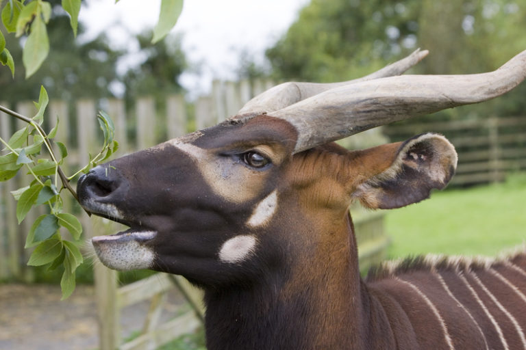 Eastern Bongo • Fun Facts and Information For Kids