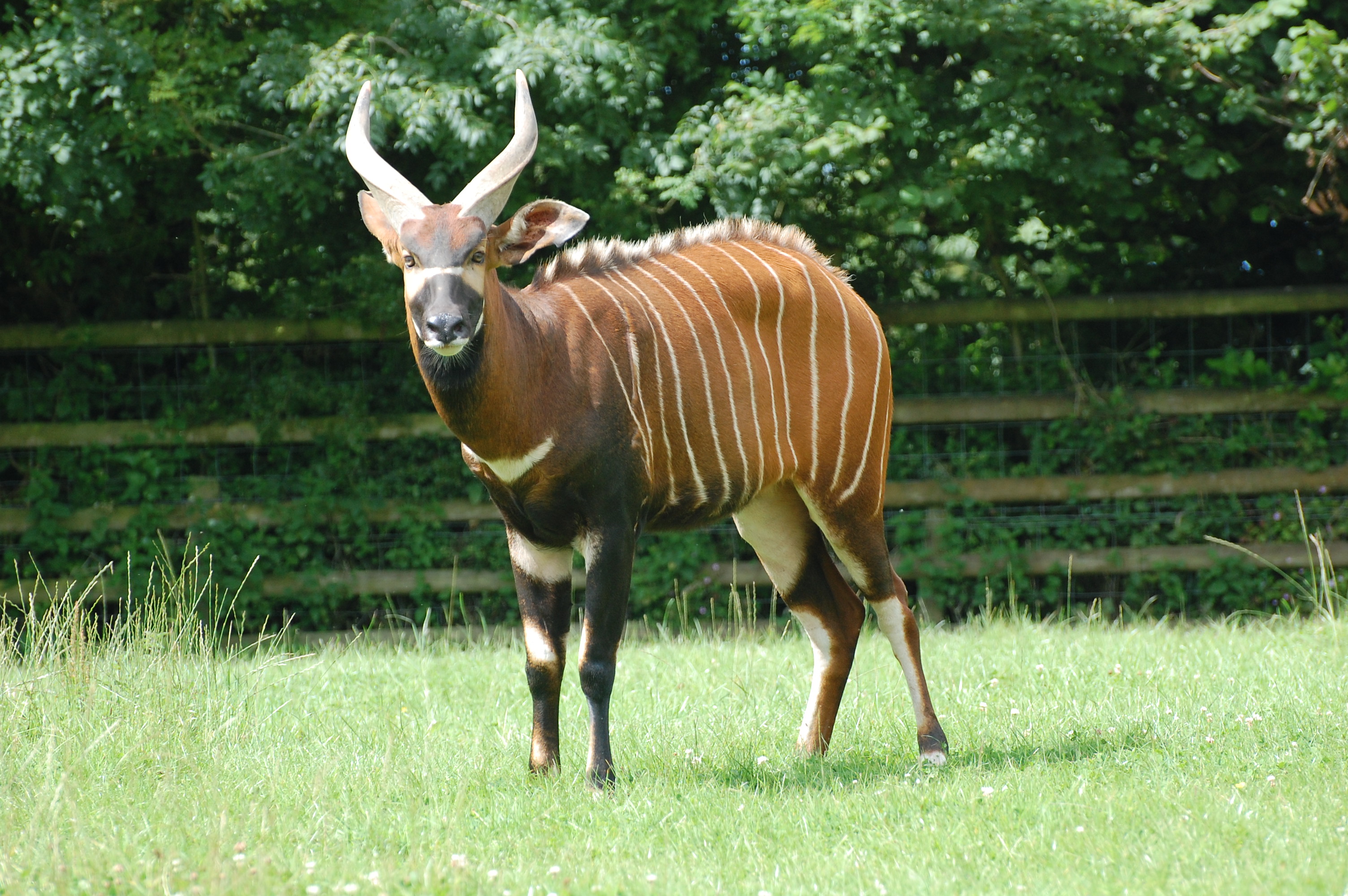 Eastern Bongo • Fun Facts and Information For Kids