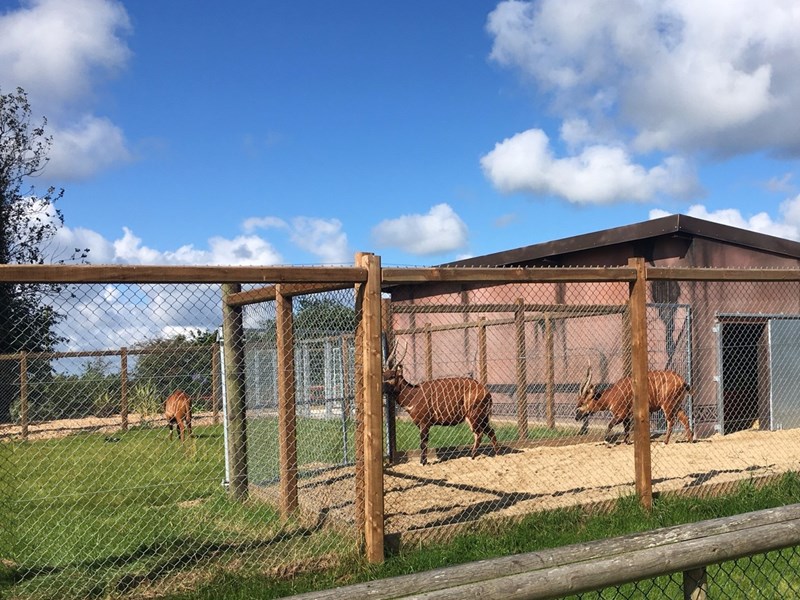 bongo enclosure at Folly Farm