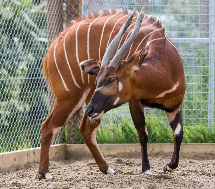 Maja the Bongo