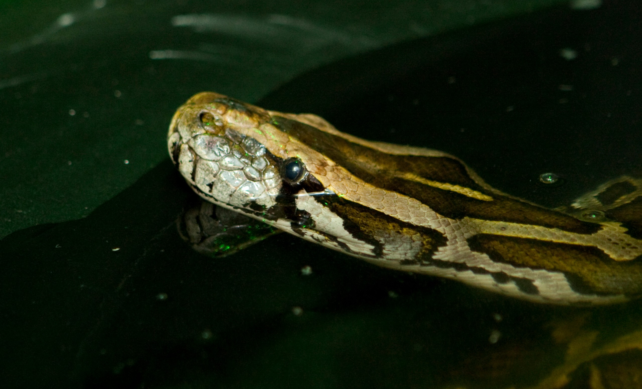 Burmese python swimming