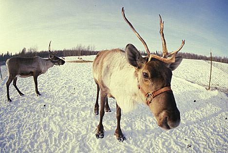 Christmas reindeer