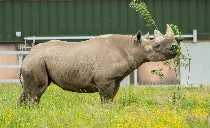 Dakima the rhino eating leaves