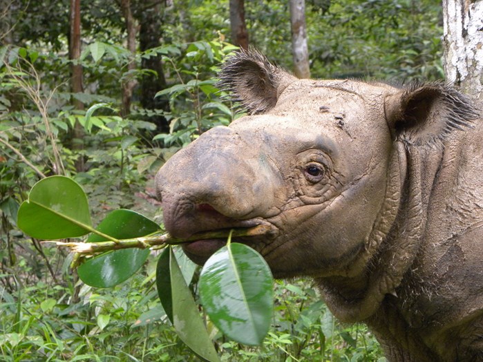 delilah sumatran rhino