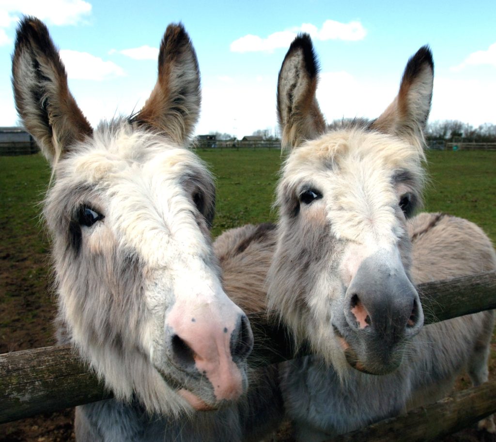 donkey pair