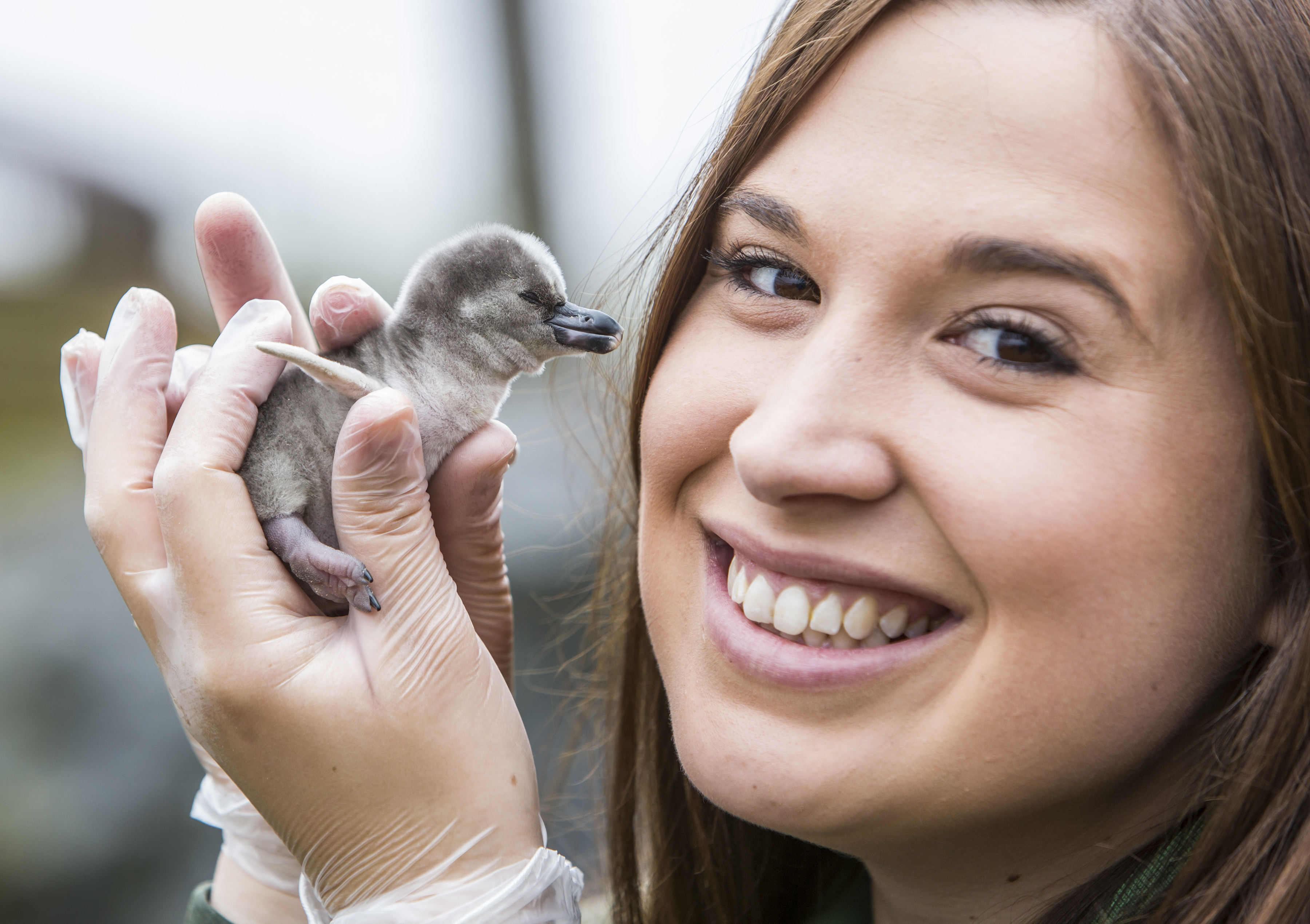 Penguin chick with keeper