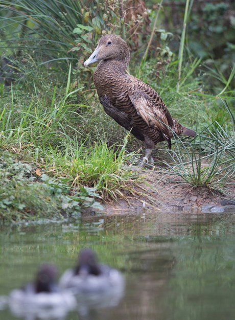 eider ducks