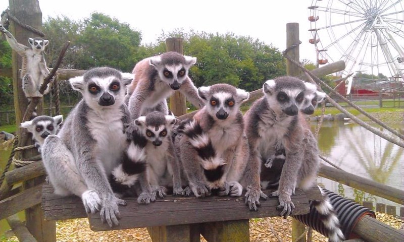 farah and a group of ring tailed lemurs