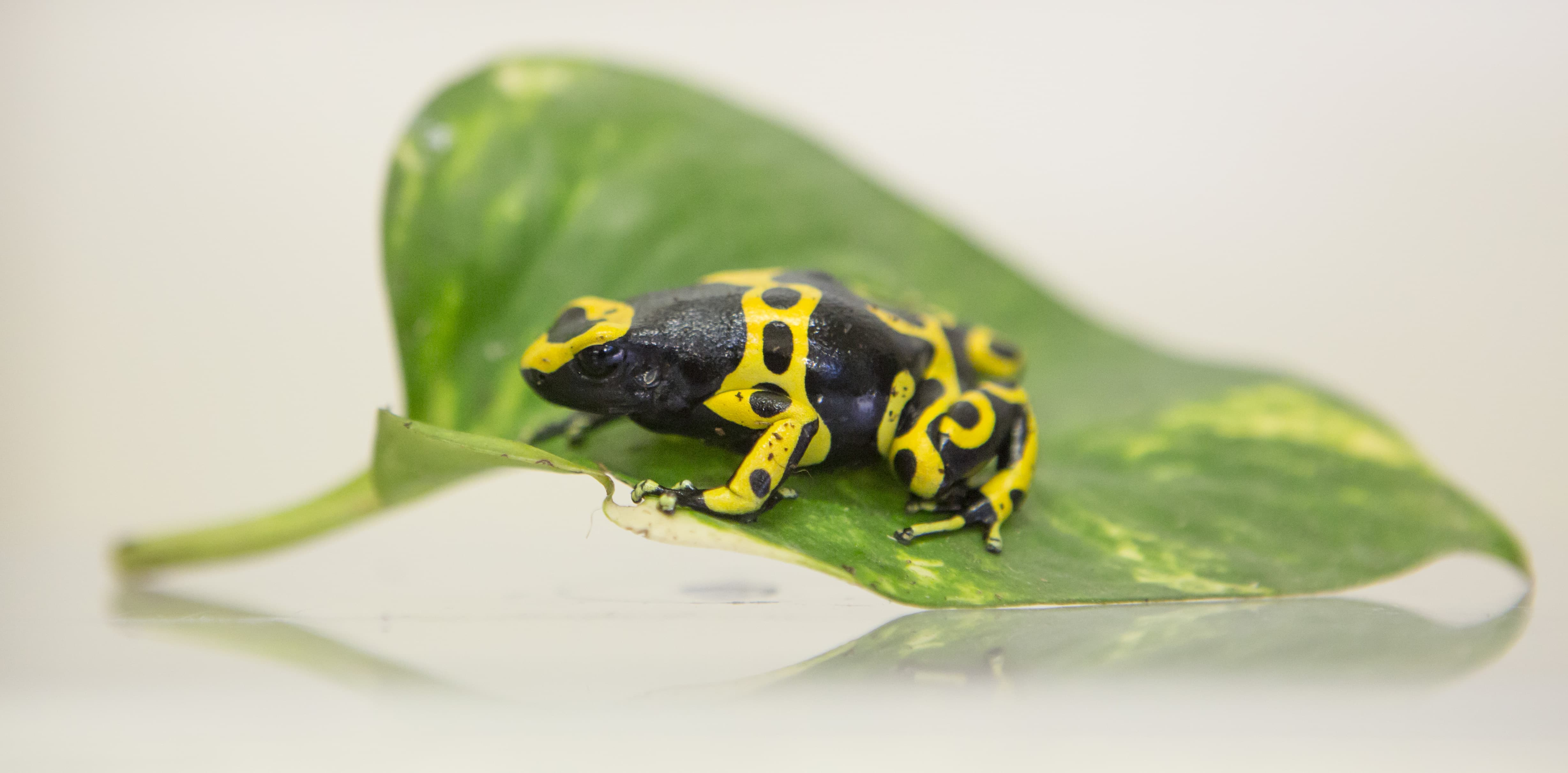 Phantasmal Poison Dart Frog • Fun Facts and Information For Kids