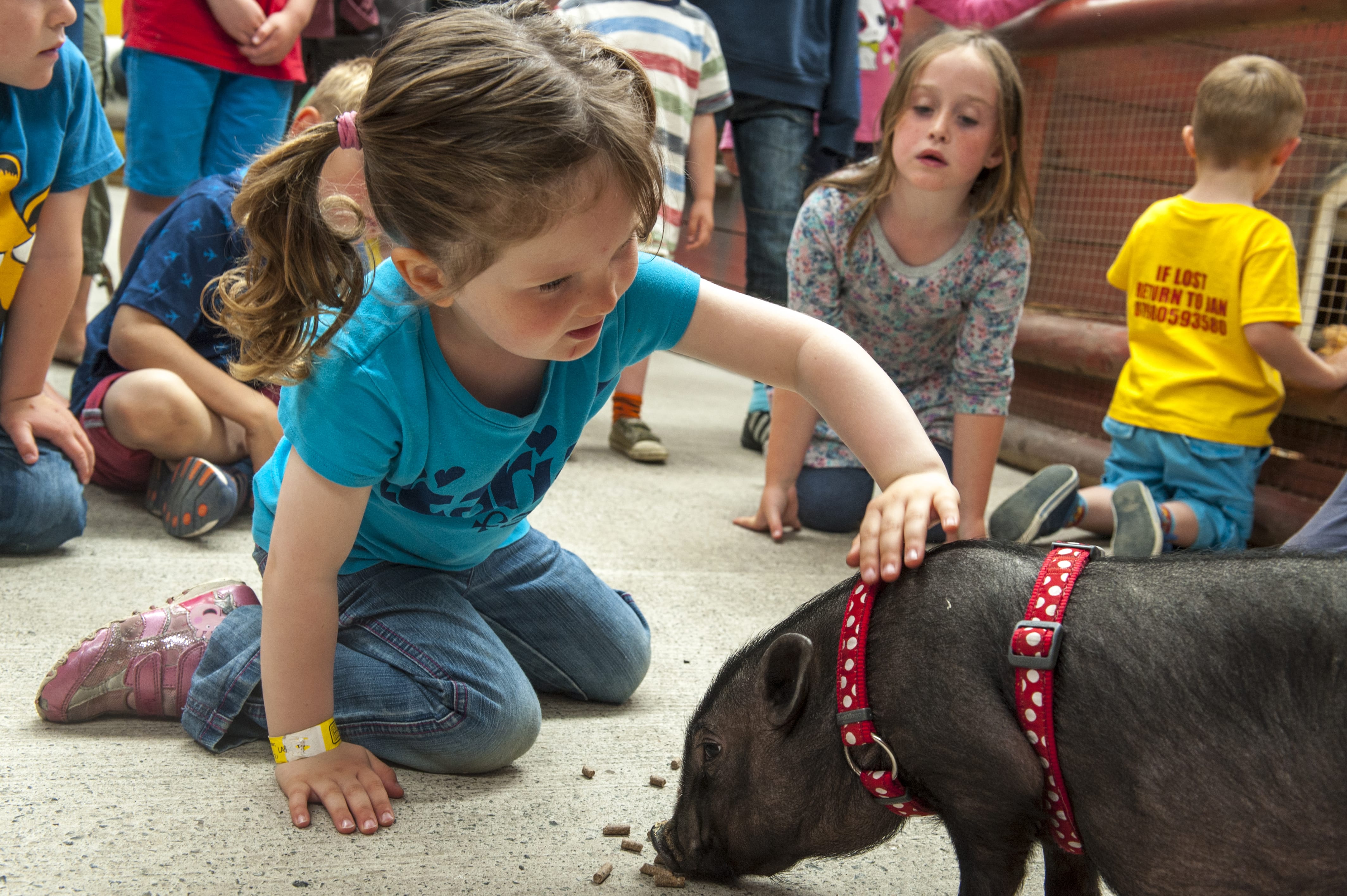 miniature pigs